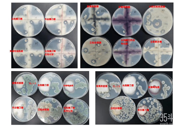 从营销到自主研发，汉和生物如何建造合成生物学细胞工厂